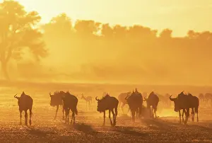 Early: Africa, South Africa, Kgalagadi Transfrontier Park, Kgalagadi, N
