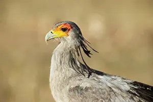 Kgalagadi: Africa, South Africa, Kgalagadi Transfrontier Park, Kgalagadi, N