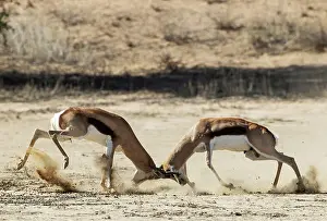 Kgalagadi: Africa, South Africa, Kgalagadi Transfrontier Park, Kgalagadi, N
