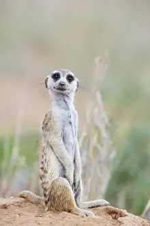 Meerkat: Africa, South Africa, Kgalagadi Transfrontier Park, Kgalagadi, N