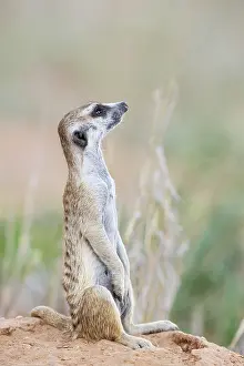 Meerkat: Africa, South Africa, Kgalagadi Transfrontier Park, Kgalagadi, N