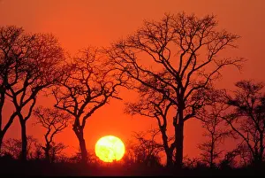 Lisa: Africa. South Africa. Kruger National Park