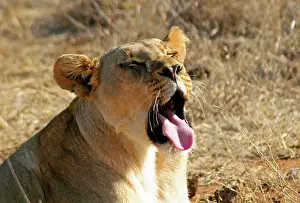 Kymri: Africa, South Africa, Madikwe Game Reserve