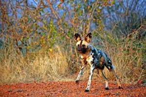 Pictus: Africa, South Africa, Madikwe Private Game