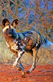 Pictus: Africa, South Africa, Madikwe Private Game