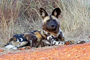 Pictus: Africa, South Africa, Madikwe Private Game