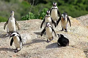 Jackass: Africa, South Africa, Simons Town, Boulders