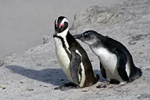 Jackass: Africa, South Africa, Simons Town, Boulders
