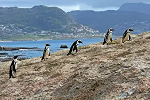 Jackass: Africa, South Africa, Simons Town, Boulders