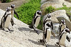 Cove: Africa, South Africa, Simons Town, Boulders