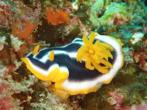 Slug: Africa star snail (Chromodoris africana), Sodwana