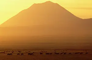 Lengai: Africa - sunrise over Ol Doinyo Lengai Volcano