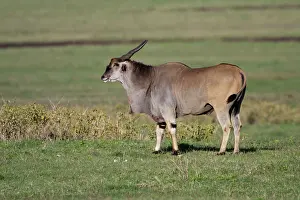 Eland: Africa. Tanzania