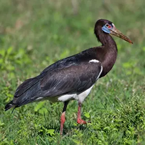 Ciconia: Africa. Tanzania. Abdim's Stork at Ngorongoro