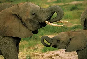 Proboscis: Africa, Tanzania. African elephant, loxodonta