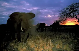 Toft: Africa, Tanzania. African elephant at sunset