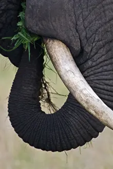 Tarangire: Africa. Tanzania. African Elephant at Tarangire