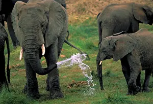 Toft: Africa, Tanzania. African elephants, herd