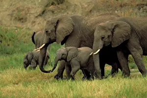 Toft: Africa, Tanzania. African elephants, loxodonta