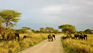 Tarangire: Africa. Tanzania. African Elephants at Tarangire