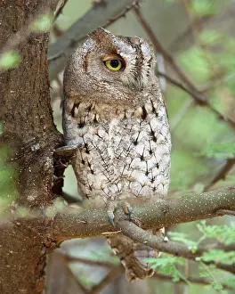 Tarangire: Africa. Tanzania. African Scops Owl at Tarangire