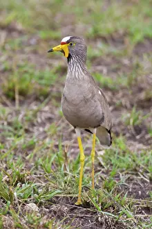 Wattled: Africa. Tanzania. African Wattled Plover