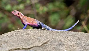 Agama: Africa. Tanzania. Agama Lizard at Serengeti