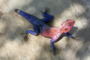 Agama: Africa. Tanzania. Agama Lizard at Serengeti