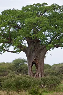 Sized: Africa. Tanzania. Baobab tree with cave-sized