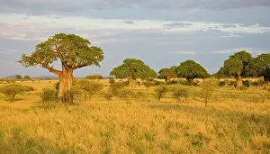 Tarangire: Africa. Tanzania. Baobab trees at sunset