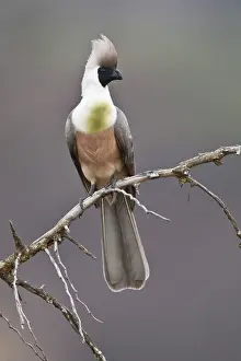 Personata: Africa. Tanzania. Bare-faced Go-Away Bird
