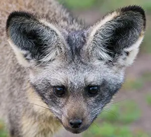 Ndutu: Africa. Tanzania. Bat-Eared Fox at Ndutu