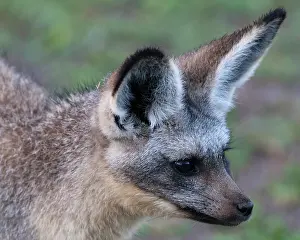 Ndutu: Africa. Tanzania. Bat-Eared Fox at Ndutu