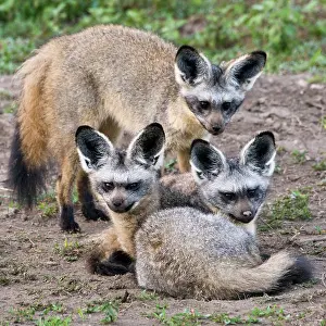 Canid: Africa. Tanzania. Bat-Eared Foxes at Ndutu