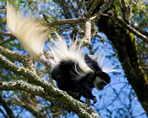 Colobus: Africa. Tanzania. Black-and White Colobus