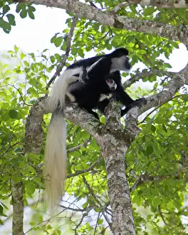 Colobus: Africa. Tanzania. Black-and White Colobus