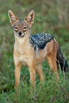 Ndutu: Africa. Tanzania. Black-Backed Jackal at