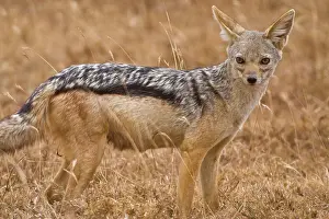 Jackal: Africa. Tanzania. Black-backed Jackal at