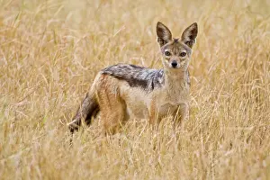 Ngorongoro: Africa. Tanzania. Black-backed Jackal at