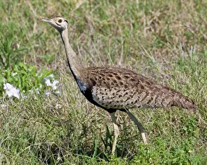 Bustard: Africa. Tanzania. Black-Bellied Bustard
