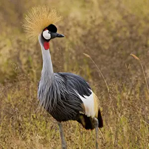 Balearica: Africa. Tanzania. Black Crowned Crane in