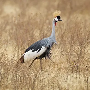 Balearica: Africa. Tanzania. Black Crowned Crane in