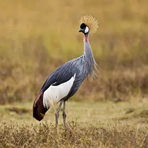Balearica: Africa. Tanzania. Black Crowned Crane in