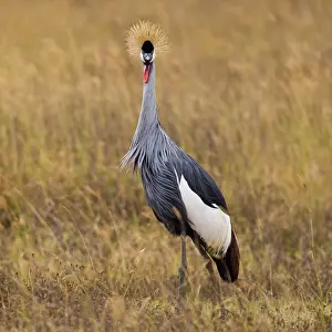 Balearica: Africa. Tanzania. Black Crowned Crane in