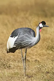 Ngorongoro: Africa. Tanzania. Black Crowned Crane in