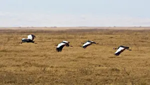 Balearica: Africa. Tanzania. Black Crowned Cranes flying