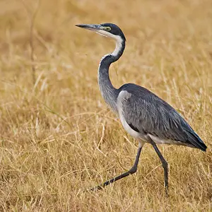 Melanocephala: Africa. Tanzania. Black-headed Heron in