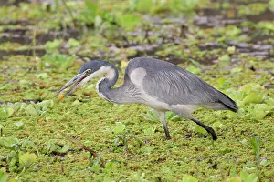 Tarangire: Africa. Tanzania. Black-headed Heron with