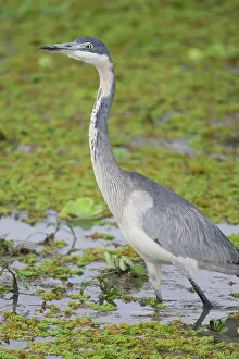 Tarangire: Africa. Tanzania. Black-headed Heron at