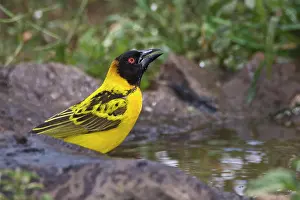 Cucullatus: Africa. Tanzania. Black-Headed or Village